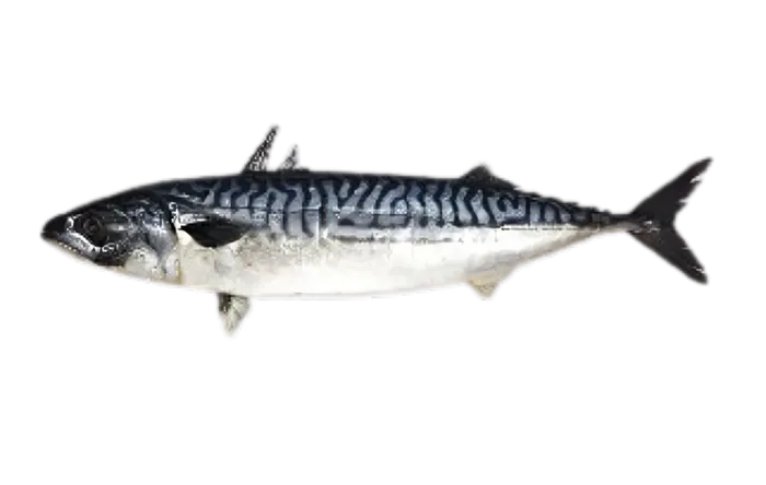Atlantic Mackerel (Scomber scombrus)