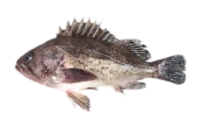 Black Rockfish (Sebastes schlegelii)