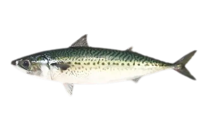 Blue Mackerel (Scomber australasicus)