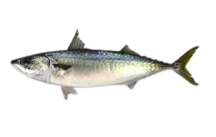 Chub Mackerel (Scomber japonicus)