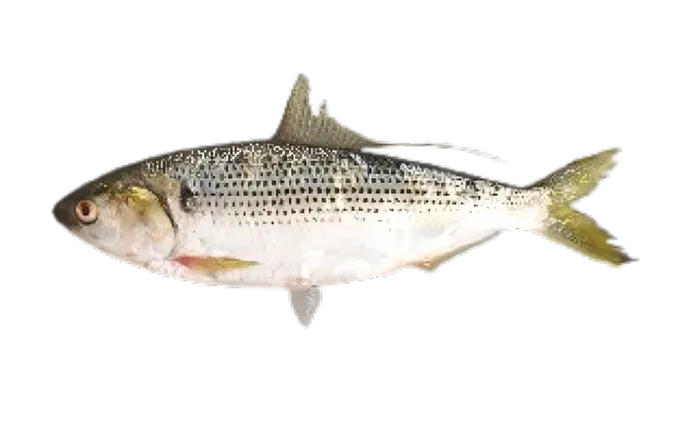 Dotted Gizzard Shad (Konosirus punctatus)