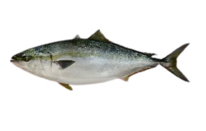 Japanese Amberjack (Seriola quinqueradiata)
