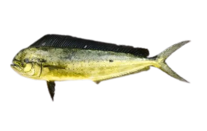 Mahi-mahi (Coryphaena hippurus)