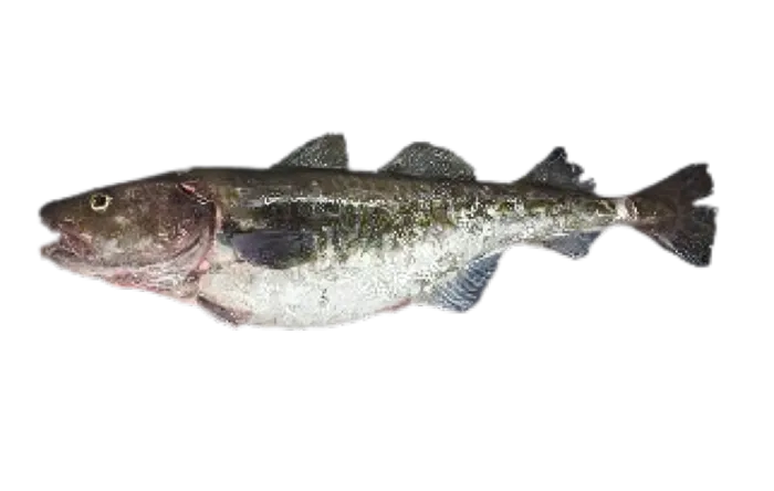 Pacific Cod (Gadus macrocephalus)