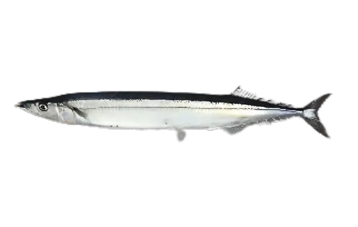 Pacific Saury (Cololabis saira)