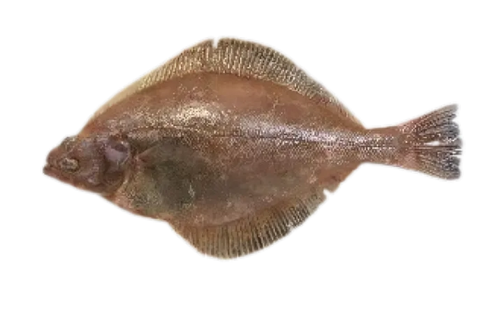 Pointhead Flounder (Cleisthenes pinetorum)