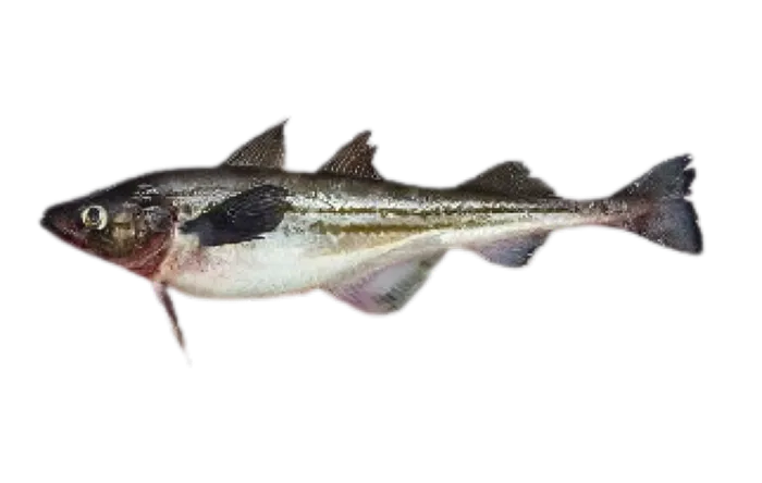 Alaska Pollock (Gadus chalcogrammus)