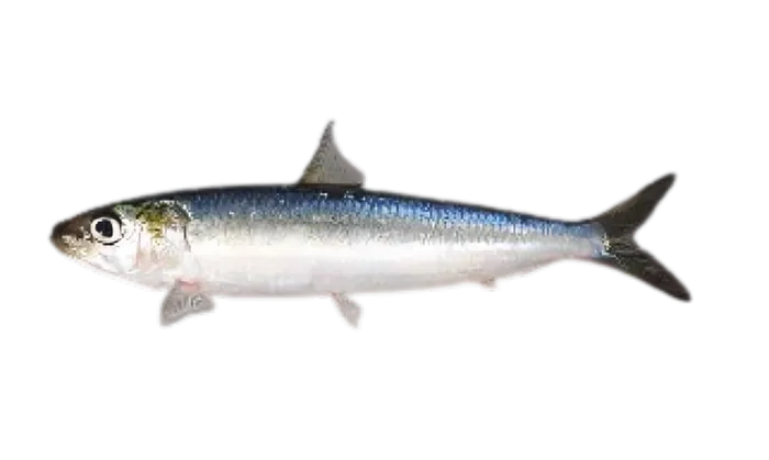 Sardine (Sardinops melanostictus)