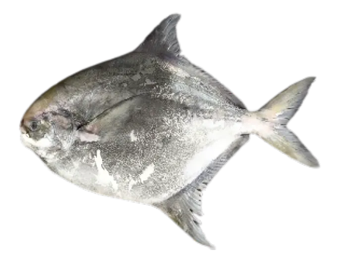 Silver Pomfret (Pampus punctatissimus)