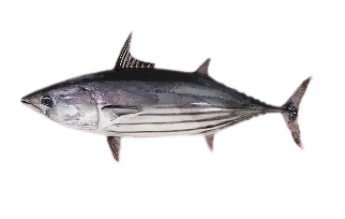 Skipjack Tuna (Katsuwonus pelamis)