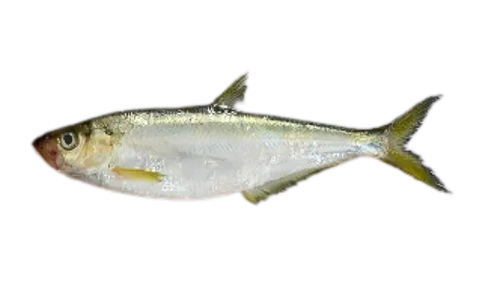 Slender Shad (Ilisha elongata)