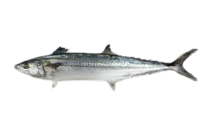 Spanish Mackerel (Scomberomorus niphonius)