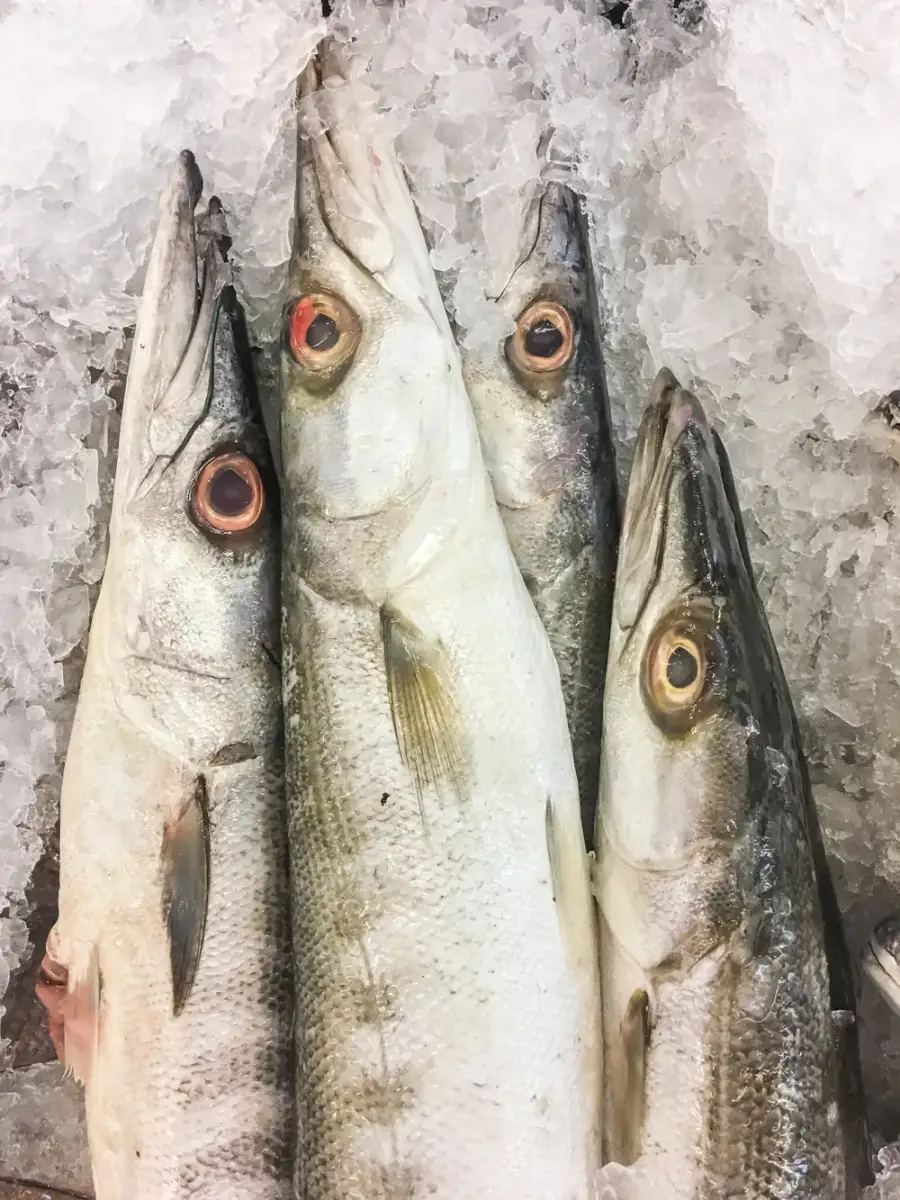 Japanese Frozen Fish