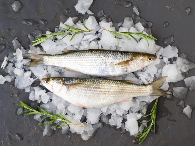Poisson congelé